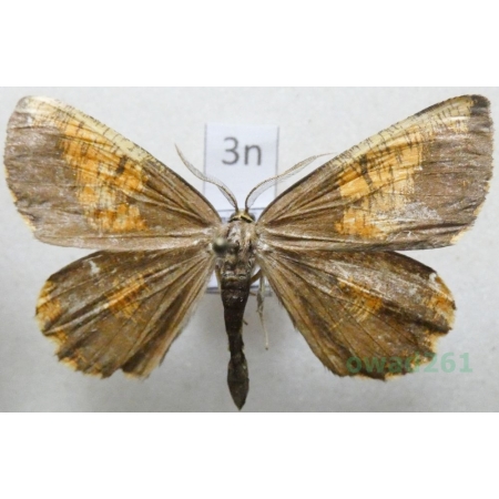 Angerona prunaria (Linnaeus, 1758) male Rączyk leszczyniak Poland3n